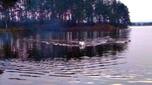 Есенин С.А. Лебёдушка. Yesenyn S.A. Lebedushka.