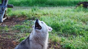 КУПИЛ 2 ДОМА В ДЕРЕВНЕ |ПОДЪЕМ В 4 УТРА - ДЕЛА НЕ ЖДУТ | ЗОРЬКА
