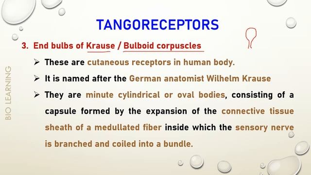 PG TRB ZOOLOGY UNIT 7 - PART 3A - MECHANORECEPTOR - TANGORECEPTORS смотреть онлайн
