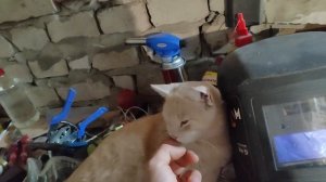 Ферма растёт! Заселили первого бройлера