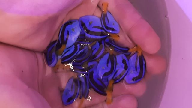 Hepatus Yellow Belly Tinny смотреть онлайн