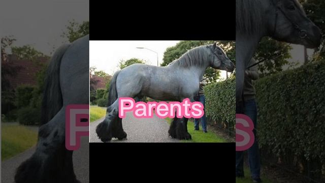 Kids VS parents also subscribe to @equineelle8402 смотреть онлайн
