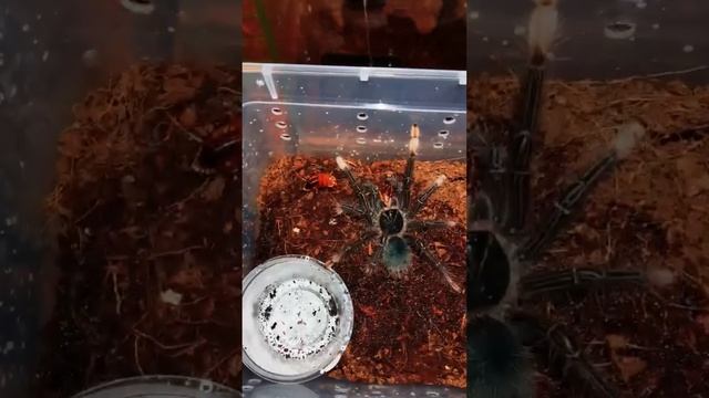 Theraphosa apophysis bite смотреть онлайн