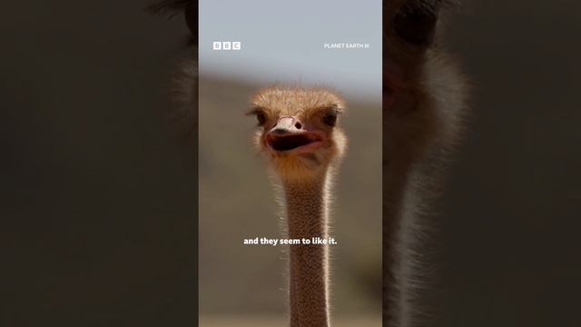Earning the trust of an ostrich dad takes a lot of patience. A strange squeaky voice also helps! ❤️ смотреть онлайн