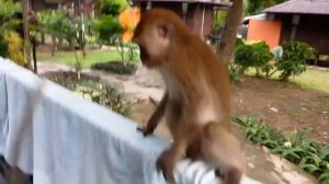 Макаки атакуют.