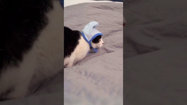 A-Razumovsky - Все любят котиков смотреть онлайн