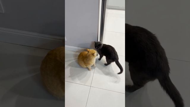 Nose-to-Nose and Elsewhere: Cats Sniffing #2 смотреть онлайн