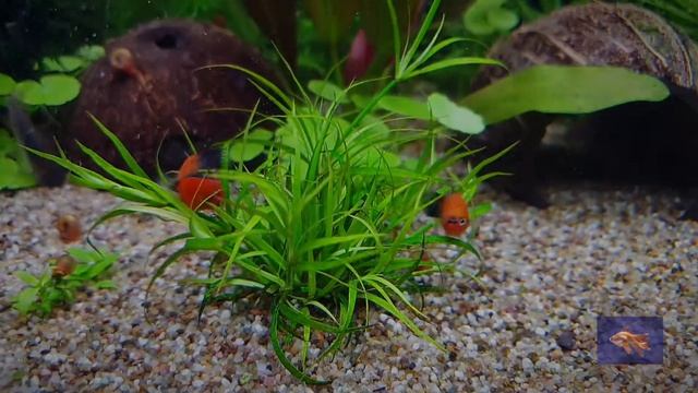 Wagtail Platy | Пецилия красная чёрнохвостая смотреть онлайн