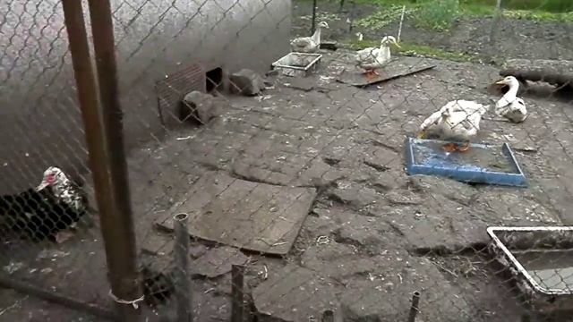 Моня и Джаник - знакомство с утками и курами... смотреть онлайн