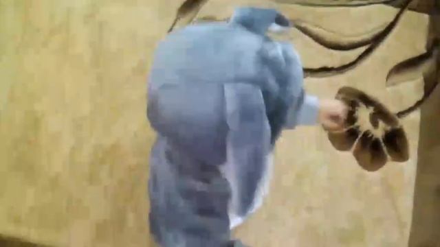Заяц бежит к дедушке) смотреть онлайн
