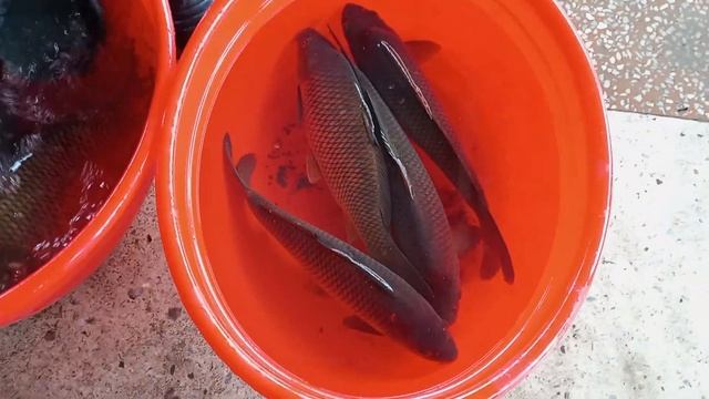 CHINOZ BALIQ BOZORIDA SAZAN BALIGʻI 65 MING 1 KG 🐟🐟🐟🐟