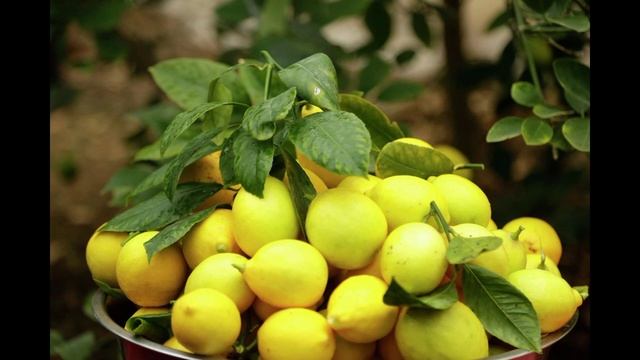 ЛИМОН ЖАПЫРАҒЫ ҚАНТДИАБЕТІНЕ ЕМ смотреть онлайн