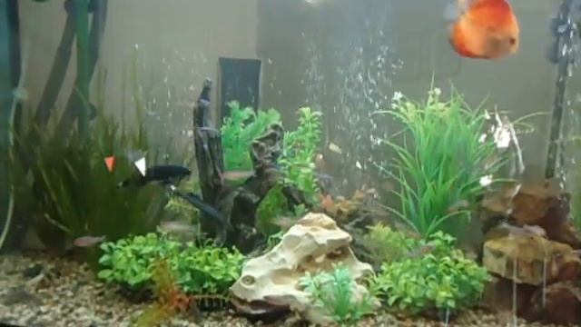 Discus Rummy Nose Cardinals and some others. смотреть онлайн