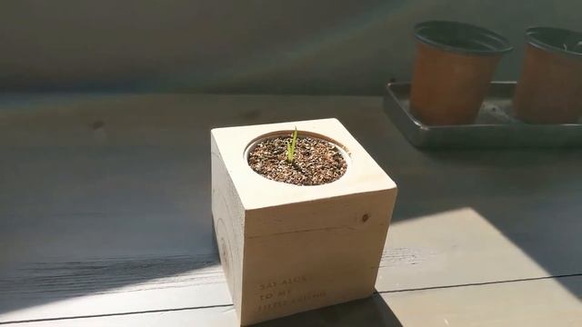 Day 38 of Ecocube Plants in a Wooden Cube - Aloe Vera Update смотреть онлайн