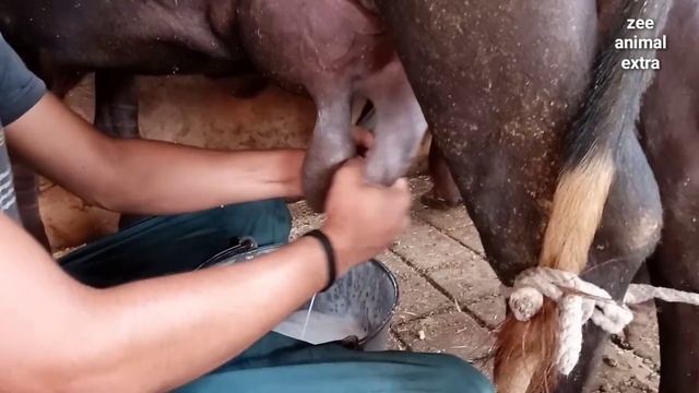 buffalo milking by hand смотреть онлайн