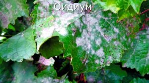 Спасаем виноград  от болезней.Чем обработать перед созреванием?