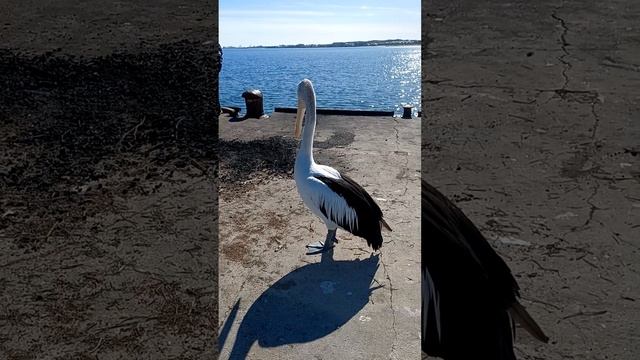 Pelican in the city #pelicans #westernaustralia #ocean #australia #birds #birdslover #wildanimals смотреть онлайн
