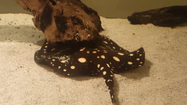 potamotrygon leopoldi black diamond смотреть онлайн