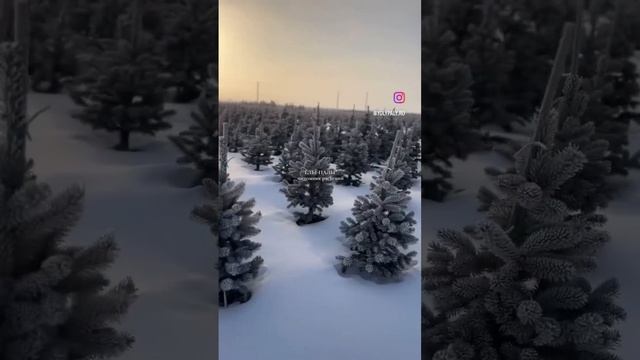 Утро в полях! Питомник растений ЁЛЫ ПАЛЫ смотреть онлайн