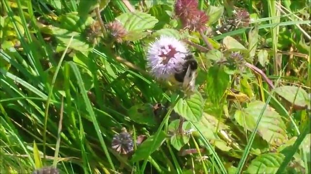 Bombus lapidarius (Steenhommel) 1, By Nature's best смотреть онлайн