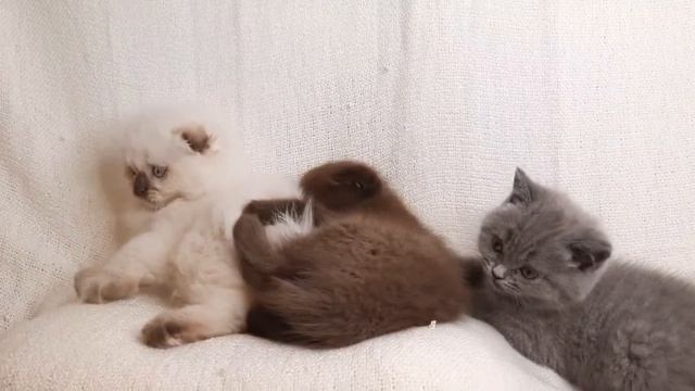 Котята | Шотландские 3 из 5 смотреть онлайн