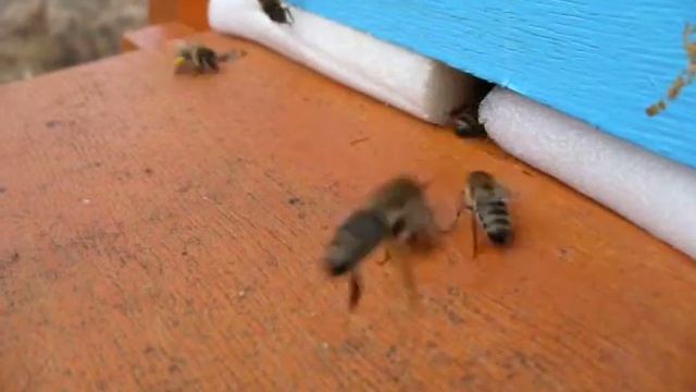 Первый массовый принос пыльцы. смотреть онлайн