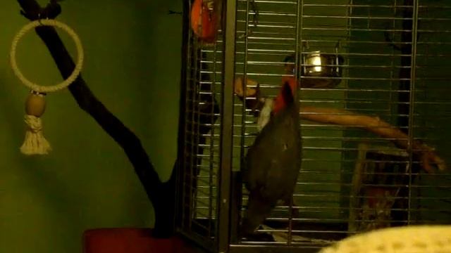 U Sisi- Timon 1. смотреть онлайн