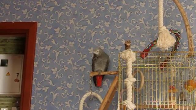 Аська-ФУ,нельзя! Это кофе? смотреть онлайн