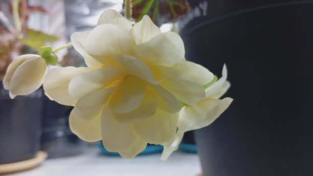 Бегония Шардоне (Begonia Chardonnay) смотреть онлайн