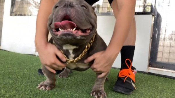 AMERICAN MICRO EXOTIC BULLY | PADANG EXOTICS KENNEL