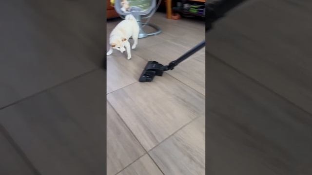 Наша маленькая Юки❄️ Собака медвежонок ! смотреть онлайн