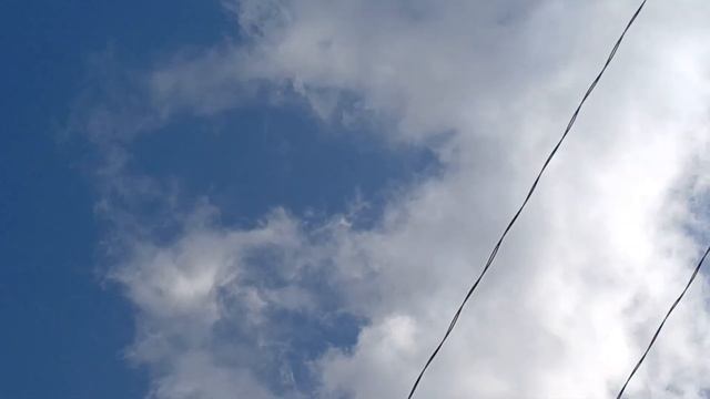 После Линьки Шугнул, Голубка от-летала Больше Часу ⏰️,(Туркменка)2023г Pigeons смотреть онлайн