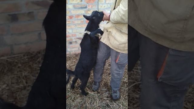 Будущий хозяин гарема Уголёк. Альпийская кровь. смотреть онлайн