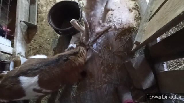 Мои козы. смотреть онлайн