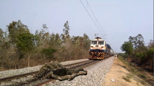 Rel Anaconda snake monster | Crazy Sank cobra Giant Stop the trains | Sun Daily смотреть онлайн