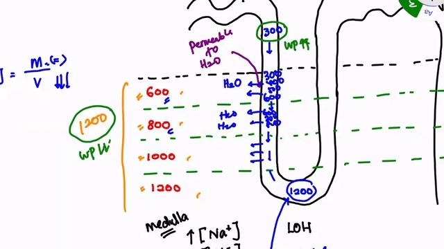 Reabsorption in Loop of Henlé by Dr. William смотреть онлайн