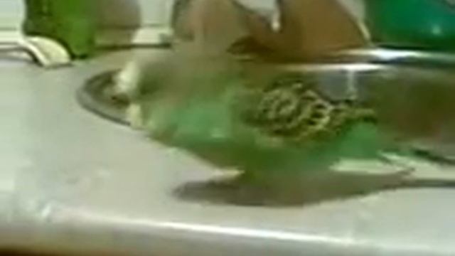 Super parrot. Попугай ЖЖЁТ!!! смотреть онлайн
