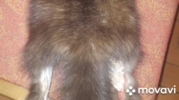 Промысел на соболя (Якутия)