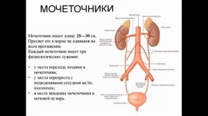 БИОЛОГИЯ, АНАТОМИЯ: мочевыделительная (мочевая) система тела человека. Познавательный урок для дете