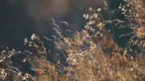 ГОТОВИМСЯ К ЗИМЕ | НОВАЯ ПЕЧЬ В ПЕРВЫЙ ДОМ И ПОТОЛОК В ПРЕДБАННИК | ФРИКАДЕЛЬКИ ИЗ НАТУРАЛЬНОГО МЯСА