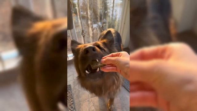 Обзор на лакомства смотреть онлайн