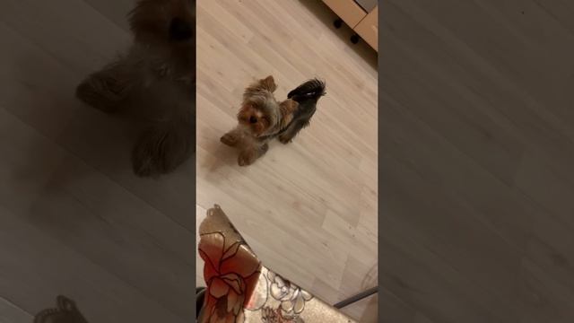 Макс мявкает ) зовёт спать , а я работаю ) смотреть онлайн