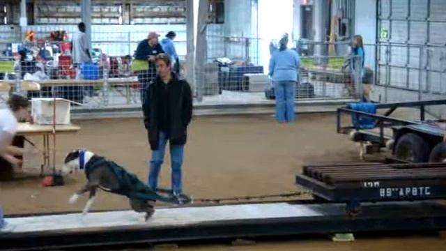 ZEUS'S 2ND WEIGHT PULL 89ER ADBA SHOW смотреть онлайн