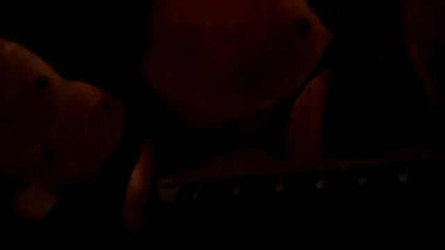 дискус Checker Board