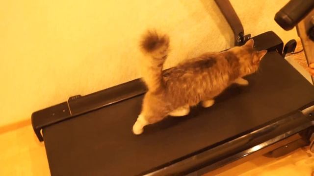 Кошка любит беговую дорожку!!Сat loves the treadmill) смотреть онлайн
