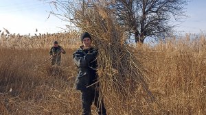 Накосили январского тростника для НУТРИЙ. 12.01.25