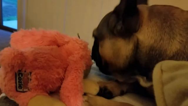 French Bulldog "Bella" loves her Bunny смотреть онлайн