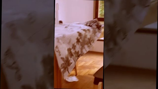 Приколы с животными #13 😻 Домашние коты 😂 Приколы до слез 2023 январь #shorts #cats #тикток смотреть онлайн
