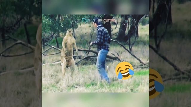 🤣🤣man vs kangaroo..vadivelu dialogue|@babytalk1023 .... смотреть онлайн