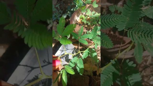 🌿🌿🌿🌿🌿🌿🌿🌿🌿🌿🌿🌿☘️🌿☘️🌿☘️🌿☘️🌿😘🌿😘🌿 தொட்டால் சுருங்கி விடும் இலை 🌿🌿☘️🌿 கடவுளின் படைப்பில் 🌿